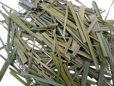 Sweetgrass (Hierochloe odorata)